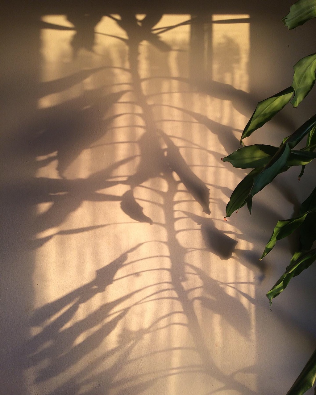 Photo of a plant's shadow with part of the plant visible on the right.