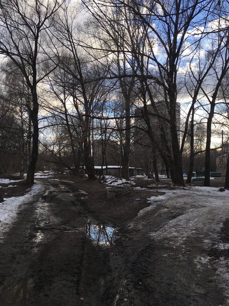 Photo of woods in winter looking through trees at high-rise buildings.